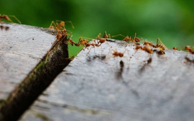 Disinfestazione formiche: tutto quello che devi sapere